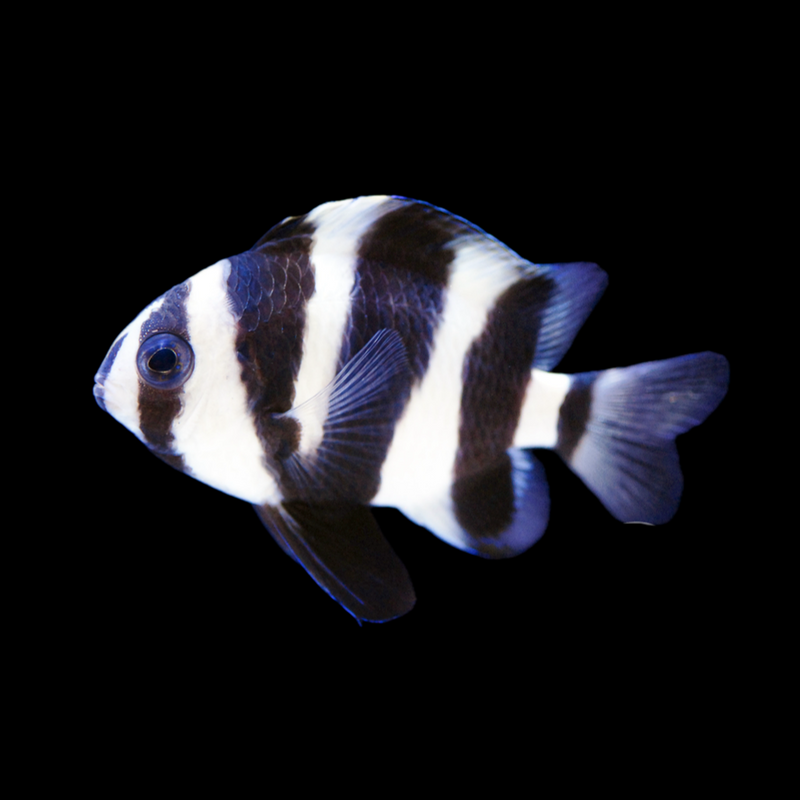 Footballer Damsel (Chrysiptrea annulata)