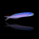 Purple Tilefish (Hoplolatilus purpureus)