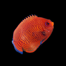 Golden Pygmy Angelfish (Centropyge aurantia)
