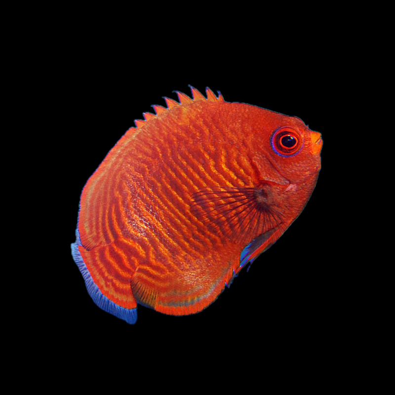 Golden Pygmy Angelfish (Centropyge aurantia)