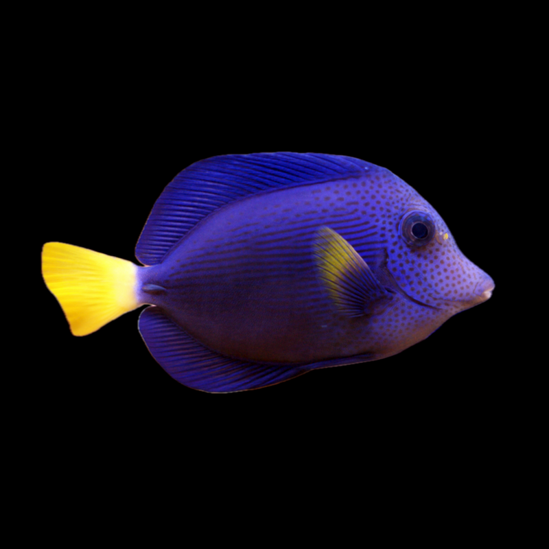 Purple Tang (Zebrasoma xanthurum)