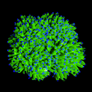 Todd's Torch (Euphyllia glabrescens)