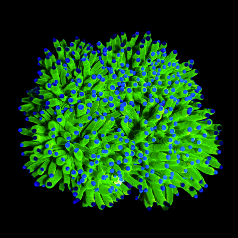 Todd's Torch (Euphyllia glabrescens)