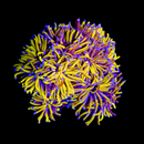 Rapunzel Torch (Euphyllia glabrescens) - WYSIWYG