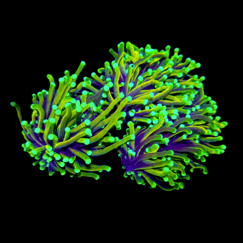 RF Tiger Torch (Euphyllia glabrescens) - WYSIWYG