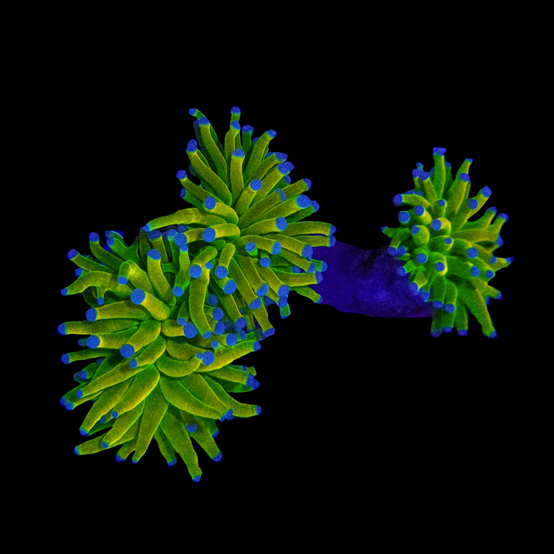 RF Holy Grail Torch (Euphyllia glabrescens) - WYSIWYG