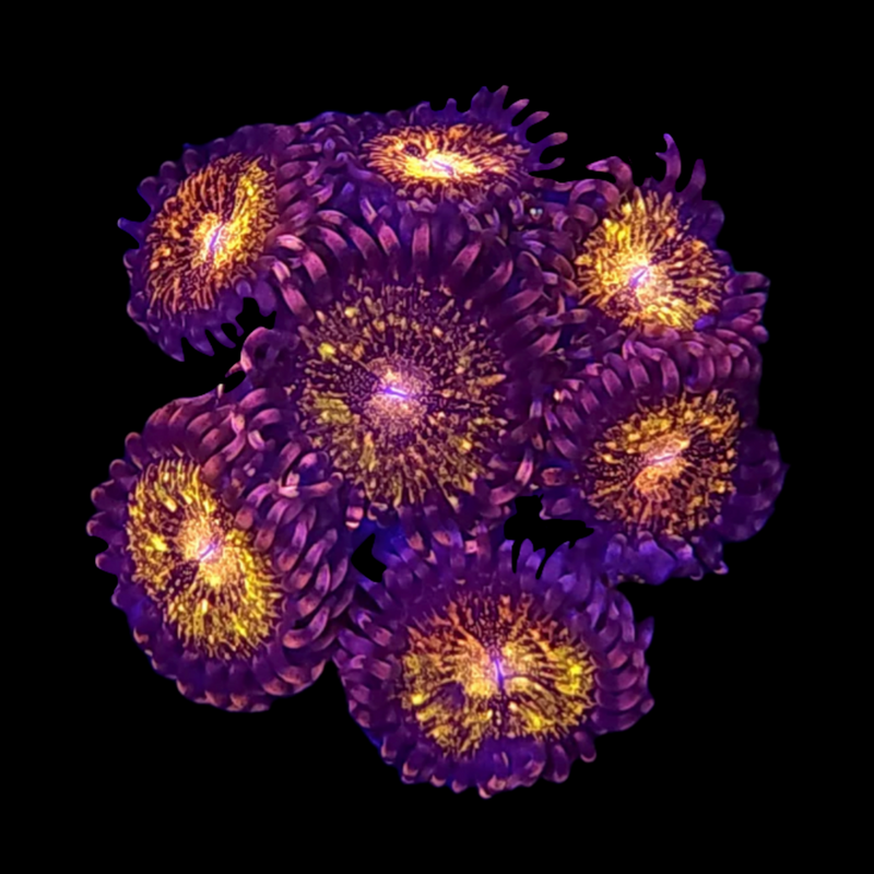 RF Pandora's Zoanthids - AED 10 Per Polyp