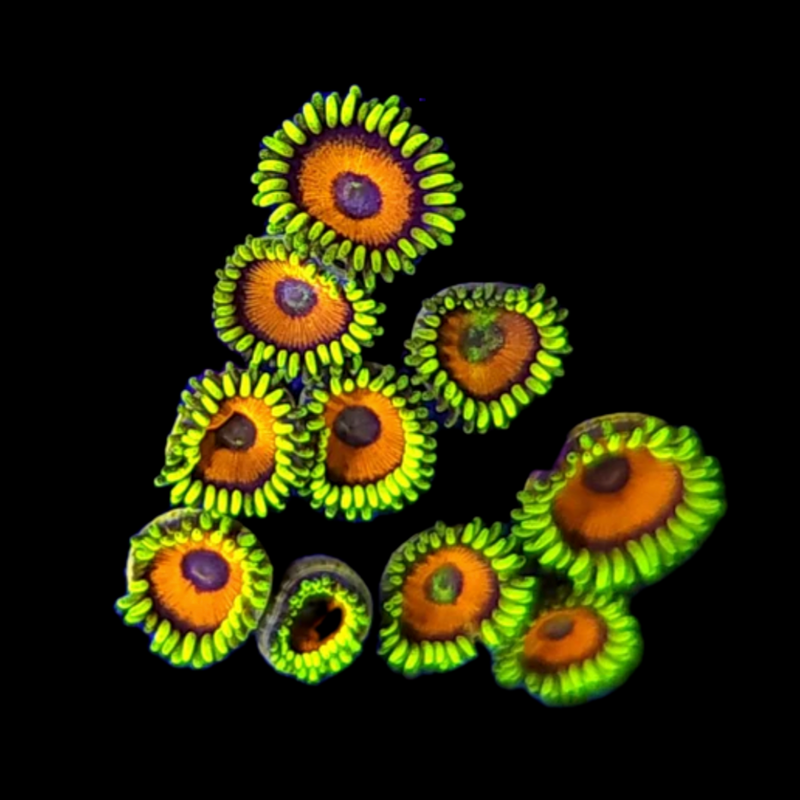 RF Eagle Eyes Zoanthids - AED 10 Per Polyp