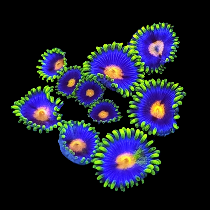 RF Eye of Rah Zoanthids - AED 15 Per Polyp
