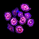 RF Pink Sakura Zoanthids - AED 20 Per Polyp