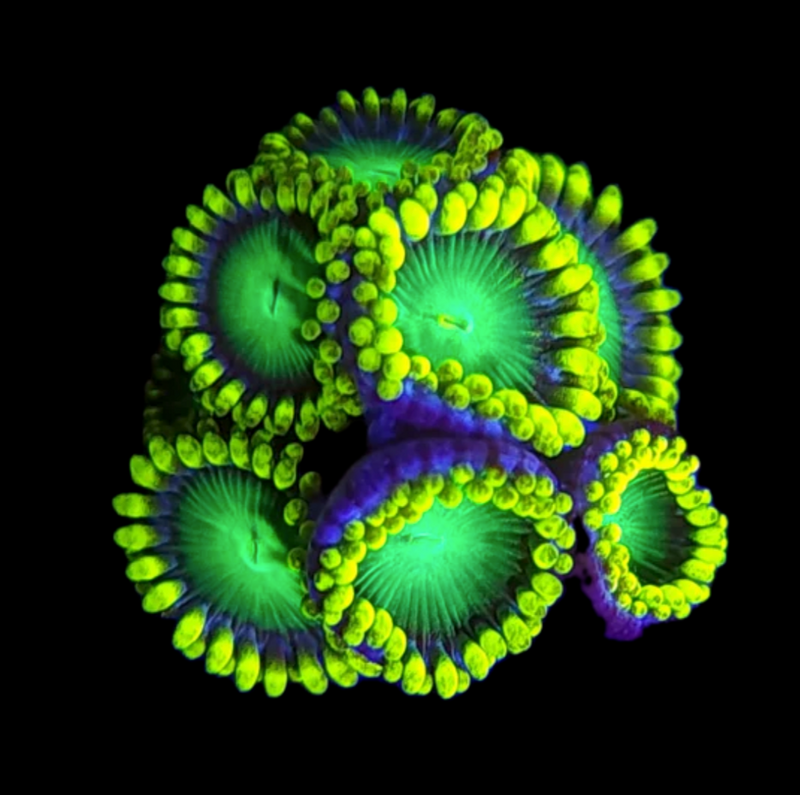 RF Dragon Eye Zoanthids - AED 15 Per Polyp