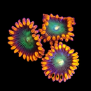RF Gatorade Zoanthids - AED 15 Per Polyp