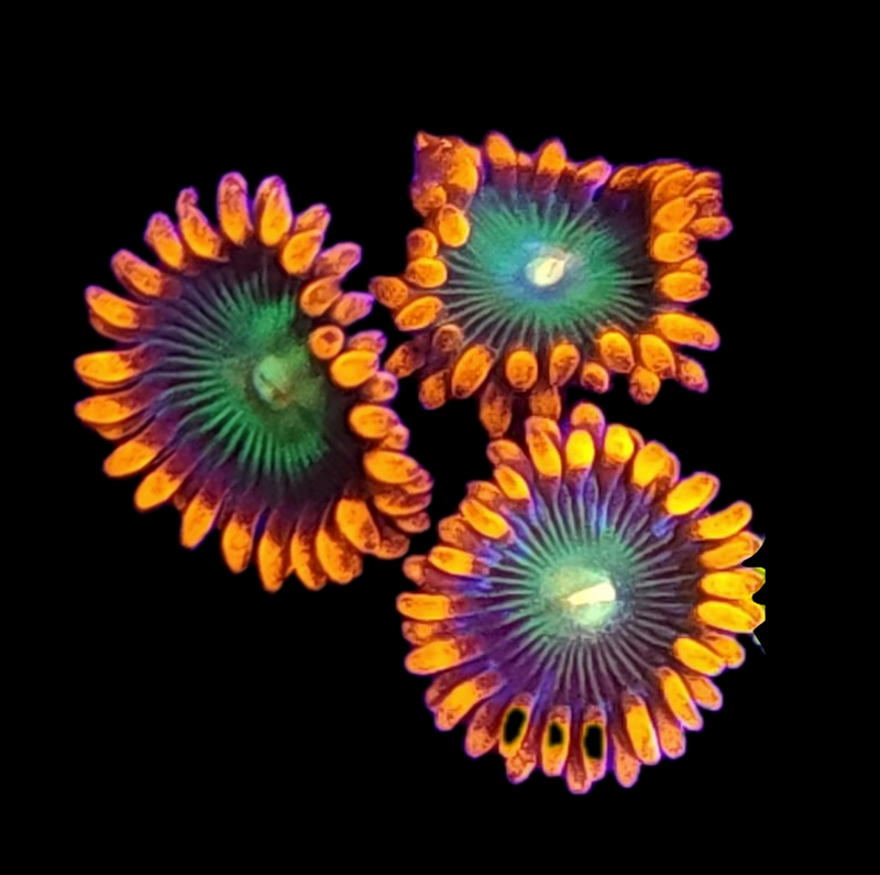 RF Gatorade Zoanthids - AED 15 Per Polyp