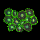 RF Anaconda Zoanthids - AED 15 Per Polyp