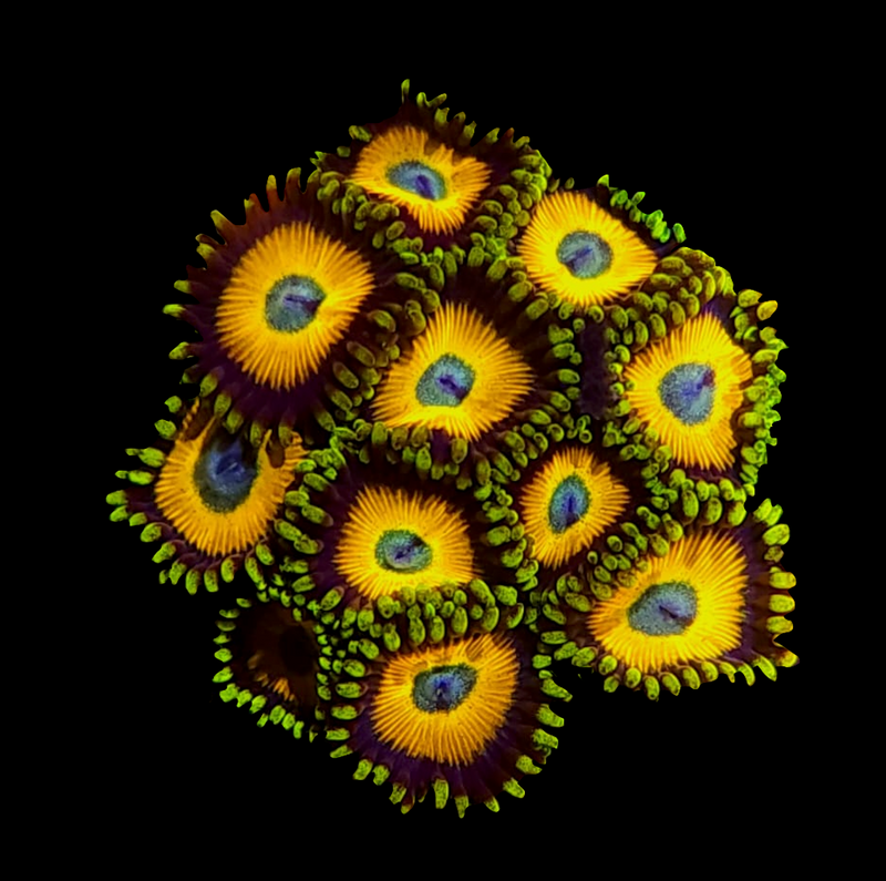 RF Scrambled Eggs Zoanthids - AED 15 Per Polyp