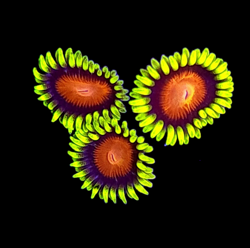 RF Super Saiyan Zoanthids - AED 25 Per Polyp