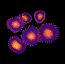 RF Bam Bam Zoanthids - AED 20 Per Polyp