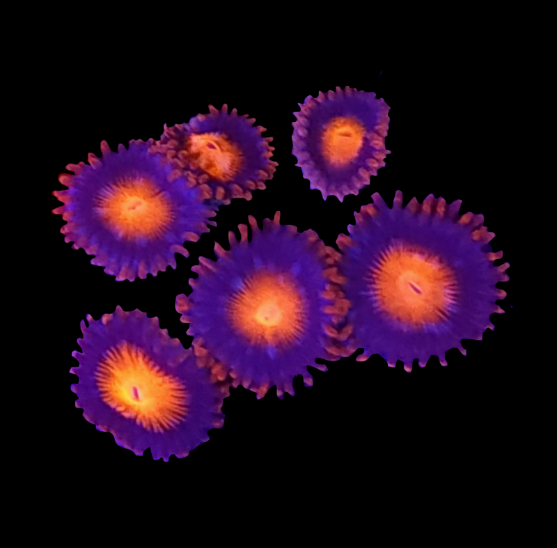 RF Bam Bam Zoanthids - AED 20 Per Polyp