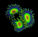RF Rasta Zoanthids - AED 25 Per Polyp