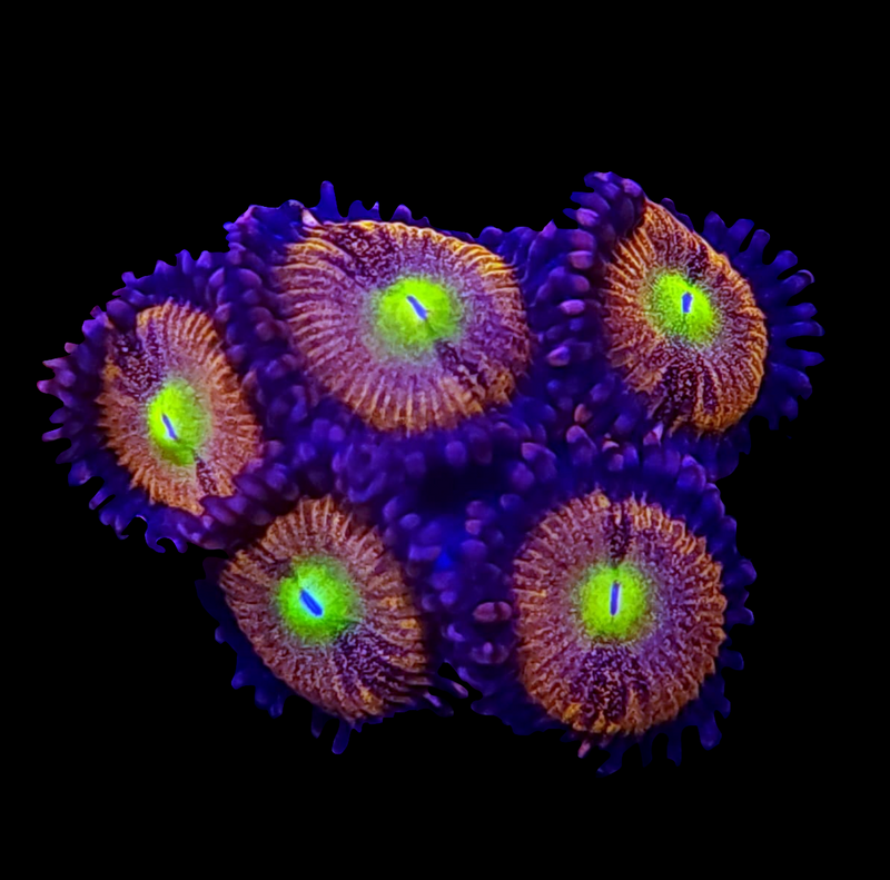 RF Halle Barry Zoanthids - AED 100 Per Polyp