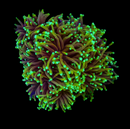 RF Dragon Soul Torch (Euphyllia glabrescens) - WYSIWYG