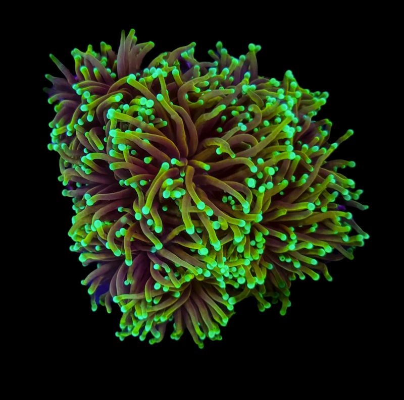 RF Dragon Soul Torch (Euphyllia glabrescens) - WYSIWYG