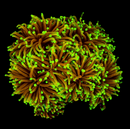 RF Dragon Soul Torch (Euphyllia glabrescens) - WYSIWYG