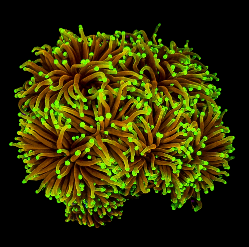 RF Dragon Soul Torch (Euphyllia glabrescens) - WYSIWYG