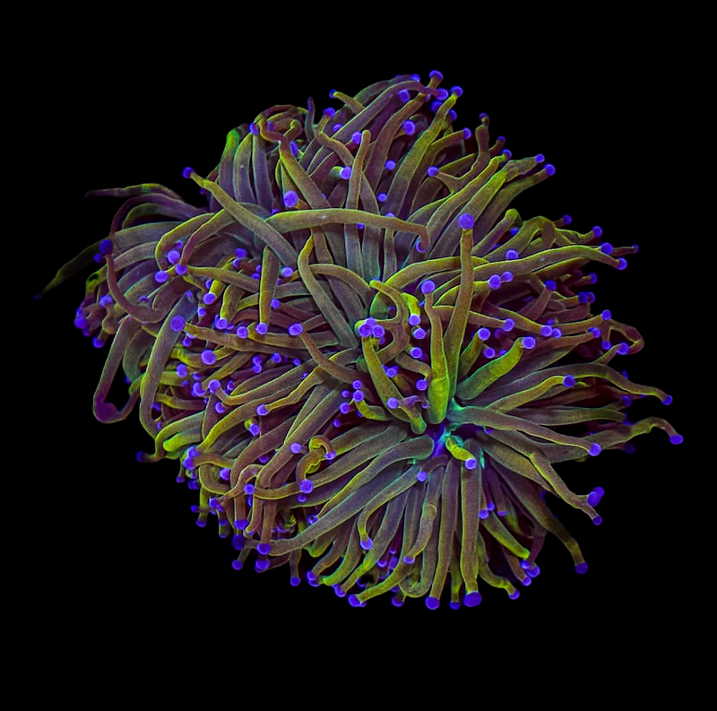 NY Knicks Torch (Euphyllia glabrescens) - WYSIWYG