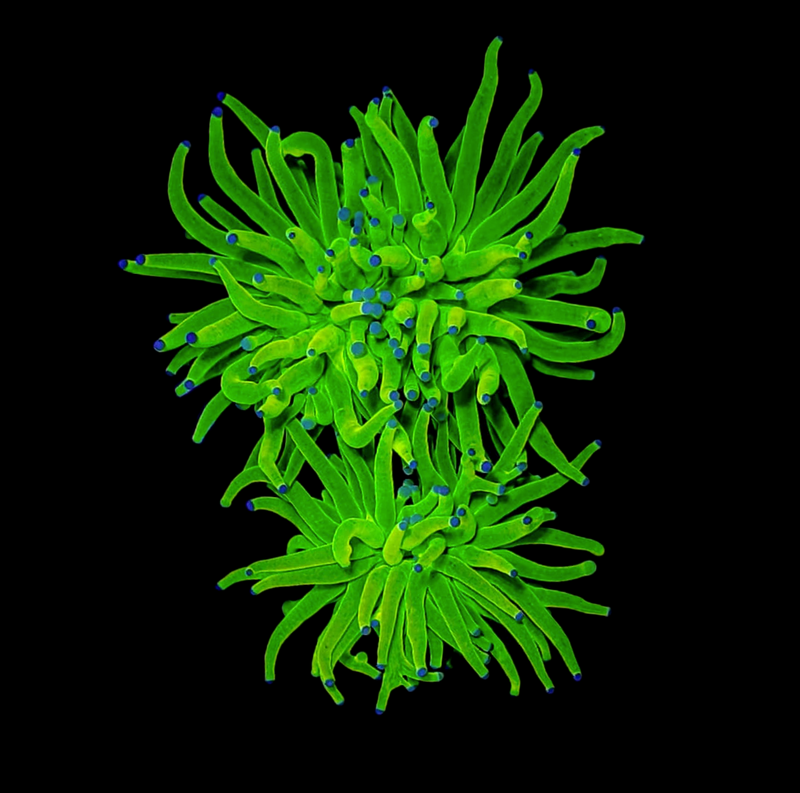 RF Ultra Holy Grail Torch (Euphyllia glabrescens) - WYSIWYG