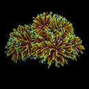 RF 24k Gold Torch (Euphyllia glabrescens) - WYSIWYG