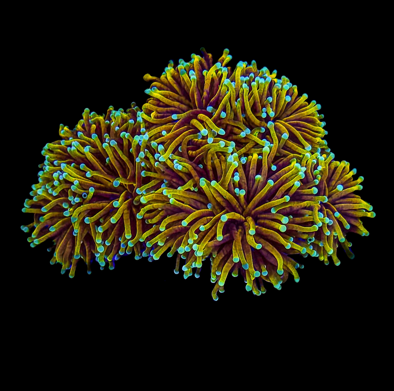 RF 24k Gold Torch (Euphyllia glabrescens) - WYSIWYG