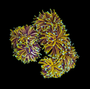 RF 24K Gold Torch (Euphyllia glabrescens) - WYSIWYG