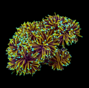 RF 24k Gold Torch (Euphyllia glabrescens) - WYSIWYG
