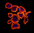 RF Lunar Eclipse Zoanthids - AED 185 Per Polyp