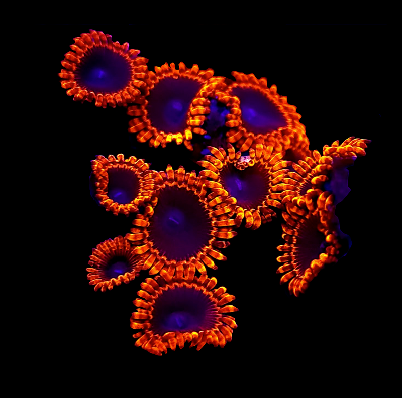 RF Lunar Eclipse Zoanthids - AED 185 Per Polyp