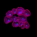 RF Red People Eater Zoanthids - AED 35 Per Polyp