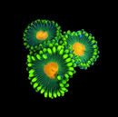 RF Bangla Meltdown Zoanthids - AED 50 Per Polyp