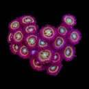 WWC Lemon Chaser Zoas - AED 30 Per Polyp