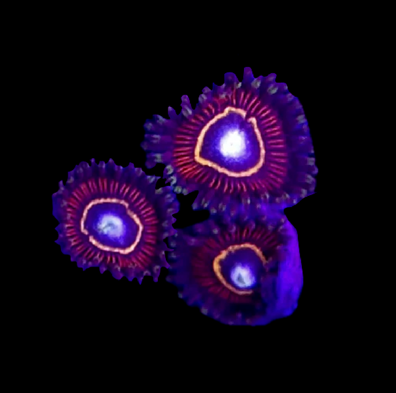 RF Blood Hornerts Zoanthids  - AED 45 Per Polyp