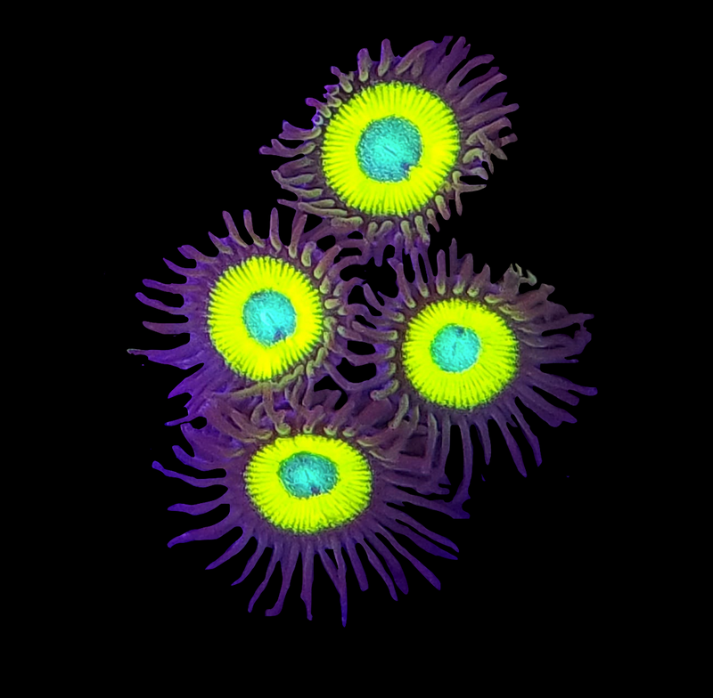 RF Glo Worm Zoanthids - AED 20 Per Polyp