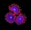 RF Suckups - AED 65 Per Polyp