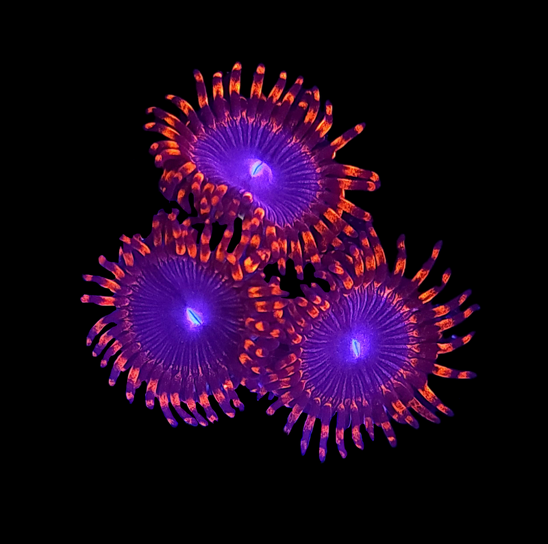 RF Suckups - AED 65 Per Polyp