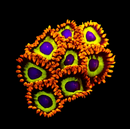 RF Fruit Loops - AED 20 Per Polyp