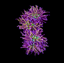 NY Knicks Torch  (Euphyllia glabrescens) - WYSIWYG