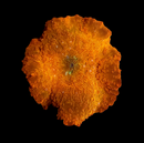 RF Agent Orange Jawbreaker