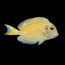 Xanthic Lieutenant Tang (Acanthurus tennentii) - Large