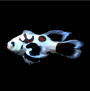 Second Generation Picasso Storm Longfin Clownfish - Amphiprion ocellaris