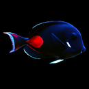 Achilles Tang – Acanthurus achilles