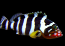 Banded Grouper (Epinephelus amblycephalus)